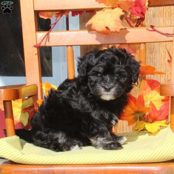 Richard, Maltipoo Puppy